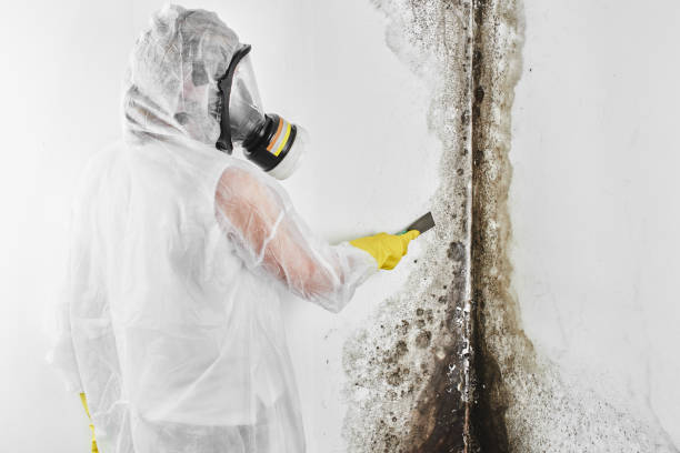 Best Mold Testing and Inspection Services in Port Dickinson, NY