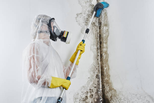 Best Kitchen Mold Remediation in Port Dickinson, NY
