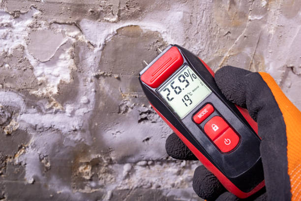 Best Black Mold Remediation in Port Dickinson, NY