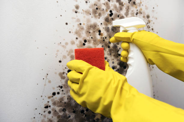 Best White Mold Remediation in Port Dickinson, NY
