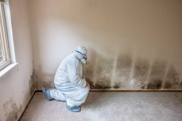 Best DIY Mold Remediation Support Services in Port Dickinson, NY