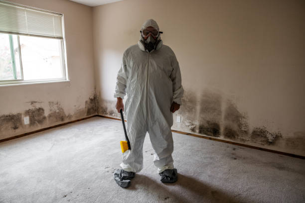 Professional Mold Remediation in Port Dickinson, NY