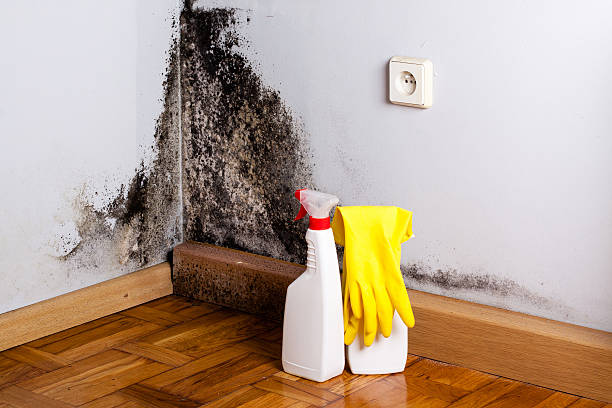 Best DIY Mold Remediation Support Services in Port Dickinson, NY