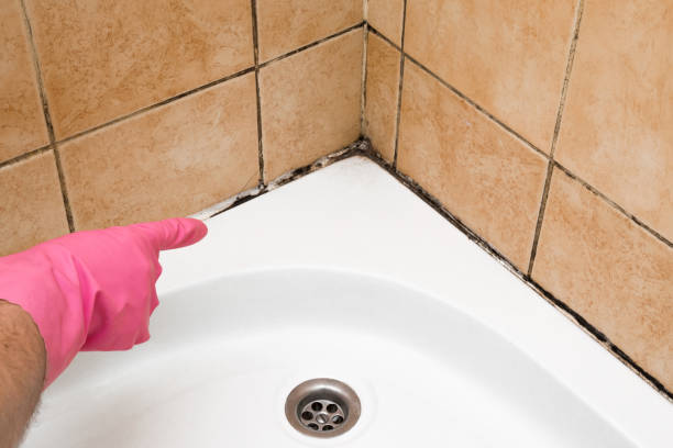 Best Emergency Mold Remediation in Port Dickinson, NY